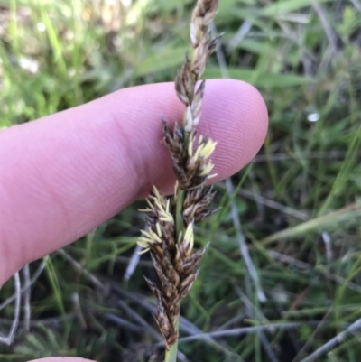 Carex tereticaulis (Poongort) at Rendezvous Creek, ACT - 24 Oct 2021 by Tapirlord