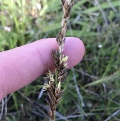 Carex tereticaulis at Rendezvous Creek, ACT - 24 Oct 2021 09:55 AM