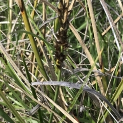 Carex tereticaulis at Rendezvous Creek, ACT - 24 Oct 2021 09:55 AM