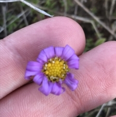 Calotis scabiosifolia var. integrifolia (Rough Burr-daisy) at Rendezvous Creek, ACT - 24 Oct 2021 by Tapirlord