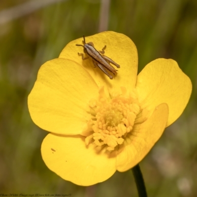 Macrotona australis (Common Macrotona Grasshopper) at Molonglo Valley, ACT - 25 Oct 2021 by Roger