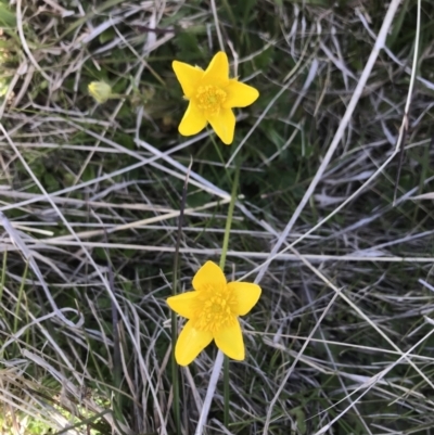 Ranunculus lappaceus (Australian Buttercup) at Mount Clear, ACT - 26 Oct 2021 by BrianH