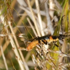 Chauliognathus lugubris (Plague Soldier Beetle) at Molonglo Valley, ACT - 26 Oct 2021 by Roger