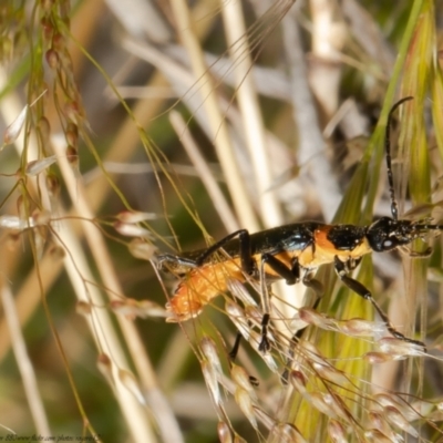 Chauliognathus lugubris (Plague Soldier Beetle) at Molonglo Valley, ACT - 26 Oct 2021 by Roger