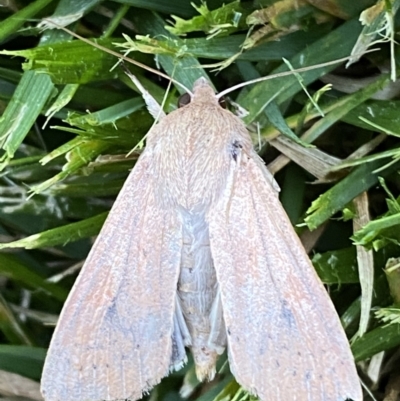 Mythimna (Pseudaletia) convecta (Common Armyworm) at Jerrabomberra, NSW - 26 Oct 2021 by SteveBorkowskis