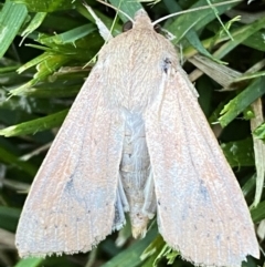 Mythimna (Pseudaletia) convecta at Jerrabomberra, NSW - 26 Oct 2021