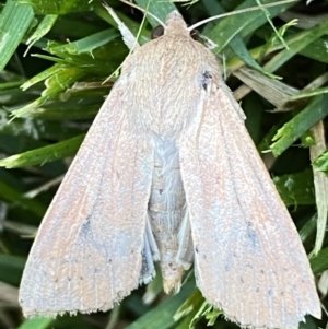 Mythimna (Pseudaletia) convecta at Jerrabomberra, NSW - 26 Oct 2021