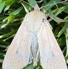 Mythimna (Pseudaletia) convecta at Jerrabomberra, NSW - 26 Oct 2021