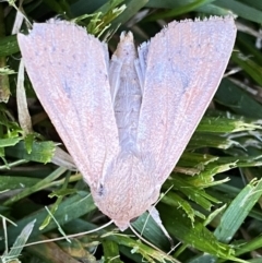 Mythimna (Pseudaletia) convecta at Jerrabomberra, NSW - 26 Oct 2021