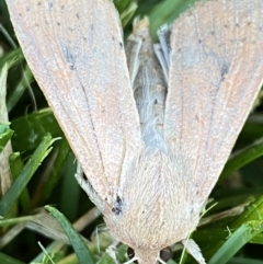 Mythimna (Pseudaletia) convecta at Jerrabomberra, NSW - suppressed