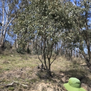 Eucalyptus stellulata at Namadgi National Park - 24 Oct 2021 10:17 AM