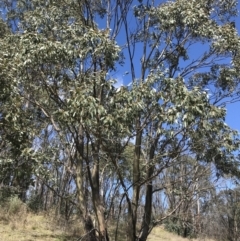 Eucalyptus stellulata at Namadgi National Park - 24 Oct 2021 10:17 AM