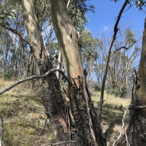 Eucalyptus stellulata at Namadgi National Park - 24 Oct 2021 10:17 AM