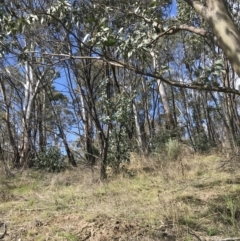 Eucalyptus stellulata at Namadgi National Park - 24 Oct 2021 10:17 AM