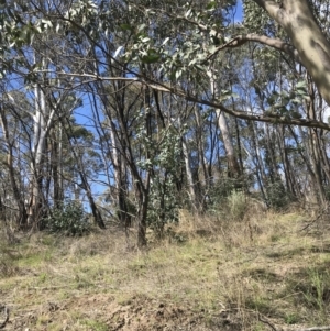 Eucalyptus stellulata at Rendezvous Creek, ACT - 24 Oct 2021