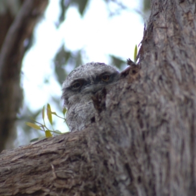 Podargus strigoides (Tawny Frogmouth) at Hawker, ACT - 26 Oct 2021 by Amy
