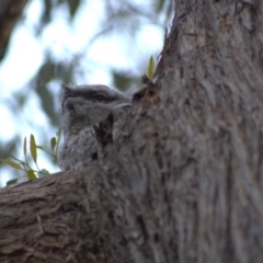 Podargus strigoides at Hawker, ACT - 26 Oct 2021