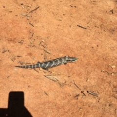 Tiliqua scincoides scincoides (Eastern Blue-tongue) at Hughes, ACT - 26 Oct 2021 by KL