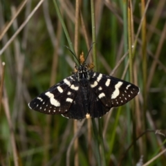 Phalaenoides tristifica (Willow-herb Day-moth) at Mulligans Flat - 24 Oct 2021 by Roger