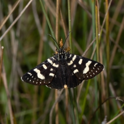 Phalaenoides tristifica (Willow-herb Day-moth) at Forde, ACT - 24 Oct 2021 by Roger