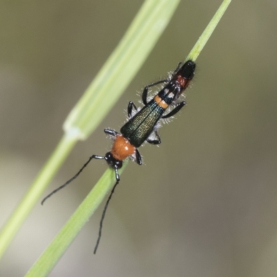 Oroderes mimulus (A longhorn beetle) at Hawker, ACT - 25 Oct 2021 by AlisonMilton