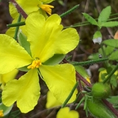 Hibbertia calycina (Lesser Guinea-flower) at Acton, ACT - 23 Oct 2021 by abread111