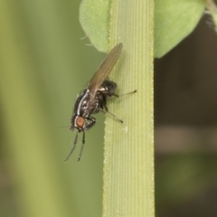 Poecilohetaerus aquilus (A lauxaniid fly) at Hawker, ACT - 26 Oct 2021 by AlisonMilton