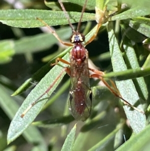 Ichneumonidae (family) at Jerrabomberra, NSW - 24 Oct 2021 09:21 AM