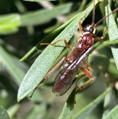 Ichneumonidae (family) at Jerrabomberra, NSW - 24 Oct 2021 09:21 AM