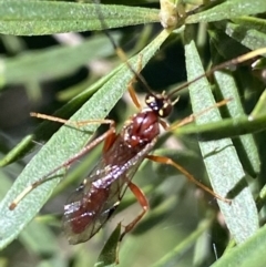 Ichneumonidae (family) at Jerrabomberra, NSW - 24 Oct 2021 09:21 AM