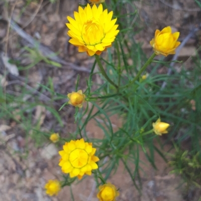 Xerochrysum viscosum (Sticky Everlasting) at Acton, ACT - 23 Oct 2021 by abread111