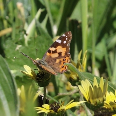 Vanessa kershawi (Australian Painted Lady) at Fyshwick, ACT - 22 Oct 2021 by RodDeb