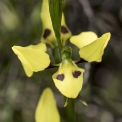 Diuris sulphurea (Tiger Orchid) at Hawker, ACT - 25 Oct 2021 by AlisonMilton