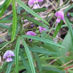 Glycine clandestina (Twining Glycine) at Acton, ACT - 23 Oct 2021 by abread111