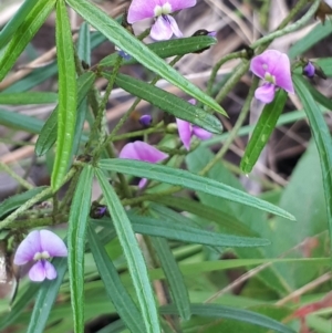 Glycine clandestina at Acton, ACT - 23 Oct 2021