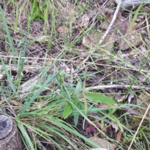 Glycine clandestina at Acton, ACT - 23 Oct 2021