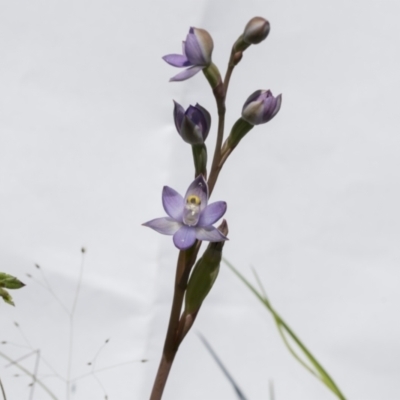 Thelymitra (genus) (sun orchids) at Hawker, ACT - 30 Oct 2021 by AlisonMilton
