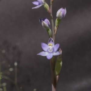 Thelymitra sp. at Hawker, ACT - suppressed