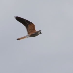 Falco cenchroides at Jerrabomberra, ACT - 23 Oct 2021 11:43 AM