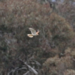 Falco cenchroides at Jerrabomberra, ACT - 23 Oct 2021