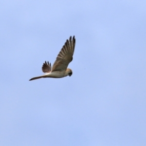 Falco cenchroides at Jerrabomberra, ACT - 23 Oct 2021