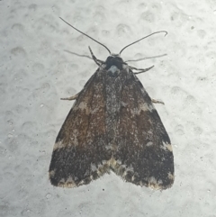 Halone coryphoea (Eastern Halone moth) at Turner, ACT - 26 Oct 2021 by LD12