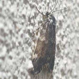 Halone coryphoea at Turner, ACT - 26 Oct 2021 08:46 PM