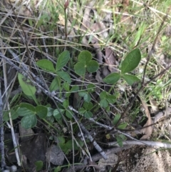 Cullen microcephalum (Dusky Scurf-pea) at Rendezvous Creek, ACT - 23 Oct 2021 by Tapirlord