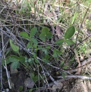 Cullen microcephalum at Rendezvous Creek, ACT - 24 Oct 2021