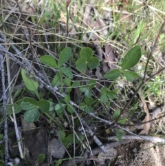 Cullen microcephalum at Rendezvous Creek, ACT - 24 Oct 2021