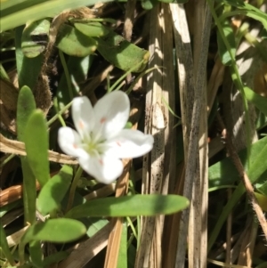 Montia australasica at Rendezvous Creek, ACT - 24 Oct 2021