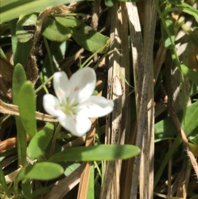 Montia australasica (White Purslane) at Rendezvous Creek, ACT - 23 Oct 2021 by Tapirlord