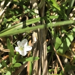 Montia australasica at Rendezvous Creek, ACT - 24 Oct 2021