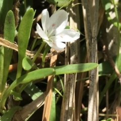 Montia australasica at Rendezvous Creek, ACT - 24 Oct 2021